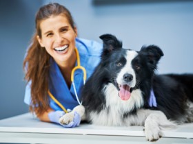 Veterinary Clinic Services